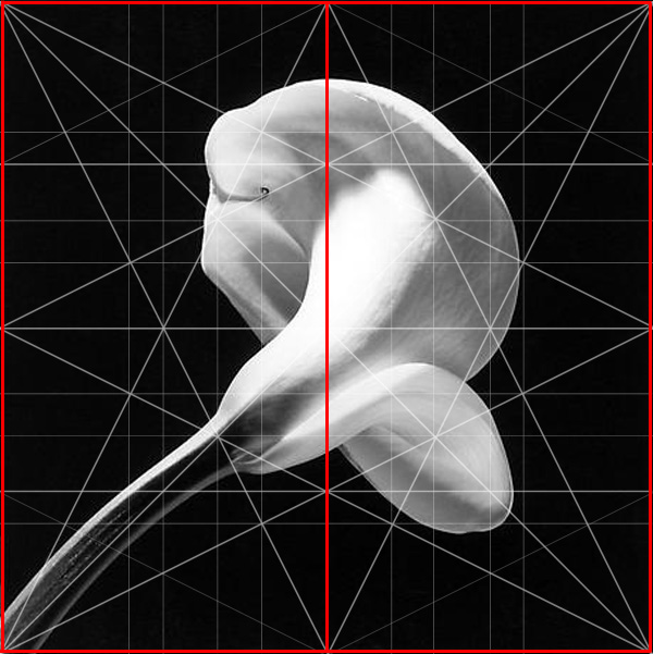 Calla Lilly Robert Mapplethorpe Composition Root Adam Marelli Photography Workshops