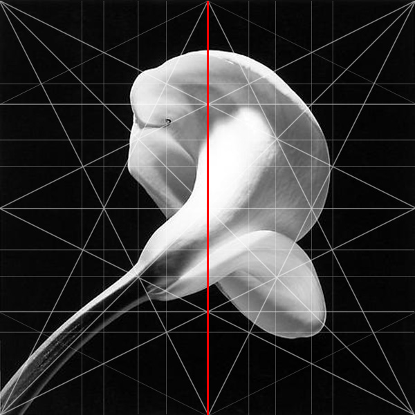 Calla Lilly Robert Mapplethorpe Composition Dominant Vertical Adam Marelli Photography Workshops